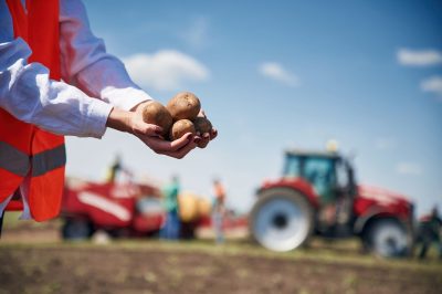 Close up view of woman hands that holding potatoes.