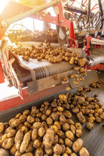 Modern automated production for sorting, processing and storage of potato