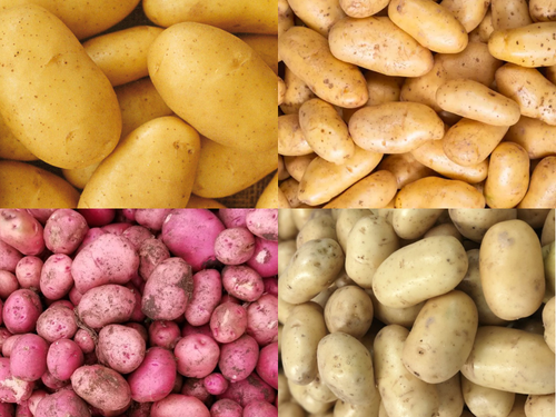 varietes-pommes-de-terre-euro-seeds.jpg1